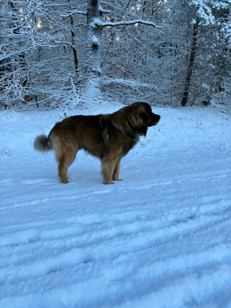 Pauli