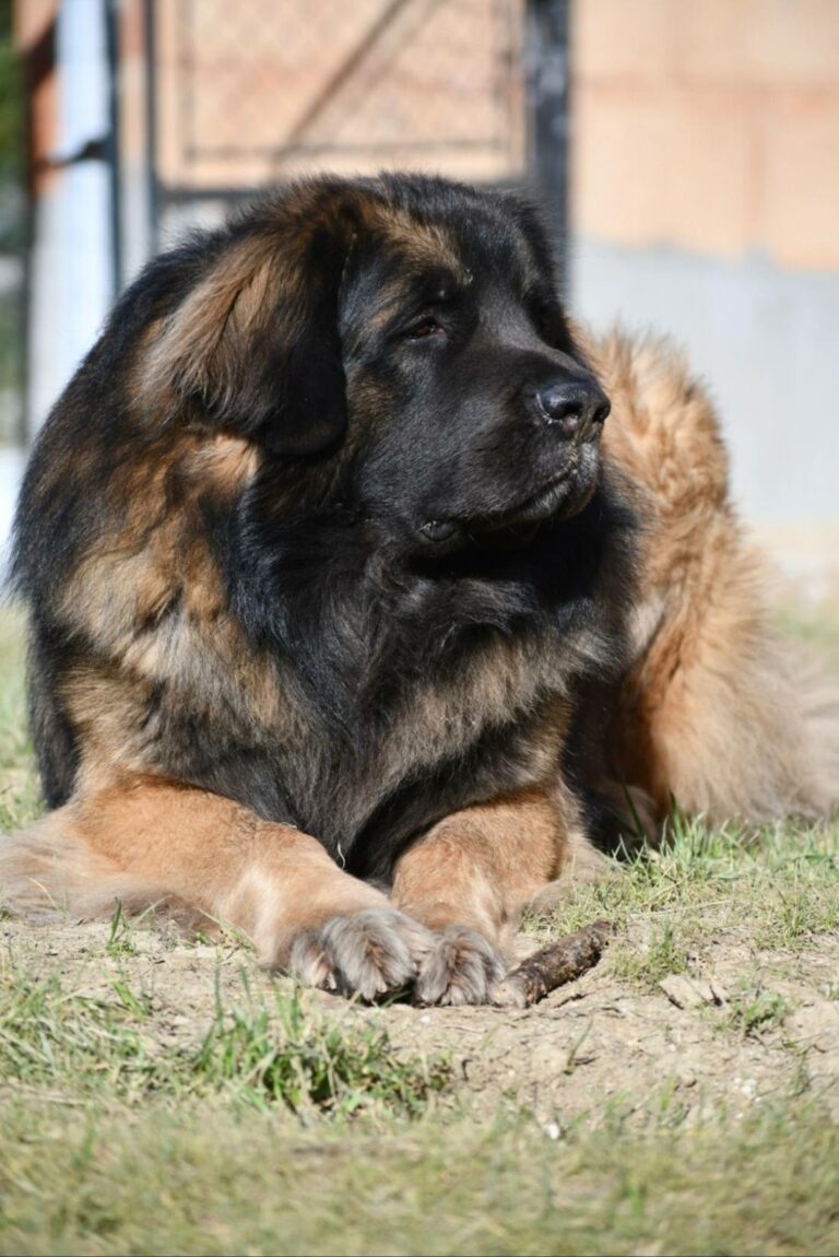 Ruben